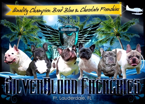 Exotic and Rare blue french bulldog puppies